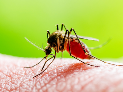 Malaria Reminder During Your Winter Holidays